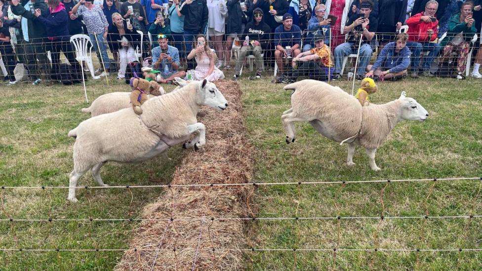 Visitors flock to annual Sark Sheep Racing Festival - BBC News