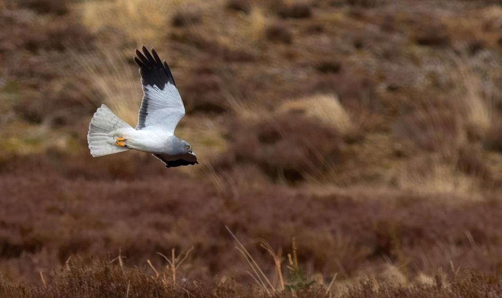 Hen Harrier