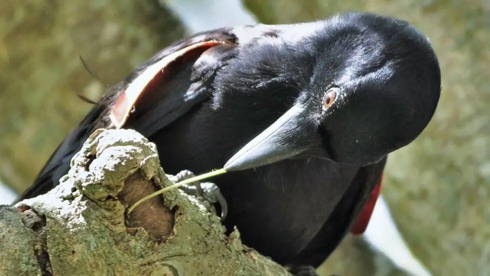 Crow using a hook in a tree branch
