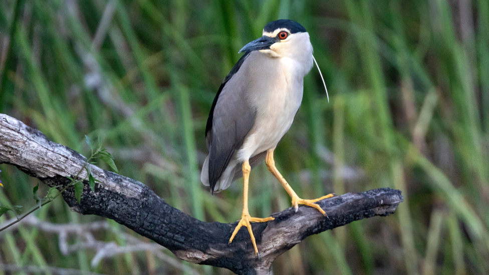 A night heron is standing on a branch. It has white plumage and black wings.