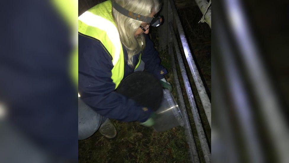 A woman in a high-vis jacket at night wearing a head torch and releasing toads from a bucket onto the grass by a metal gate