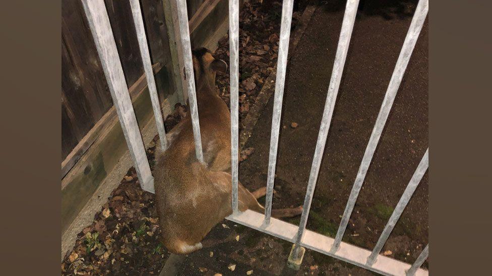 A back view of a muntjac deer that is stuck in silver-coloured railings. Its head is pointing towards the top of the image. Its torso is through one pair of the railings and its back legs are pointing through the adjacent pair. Its tail is on the ground.