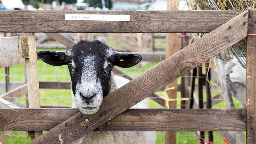 A sheep in a pen