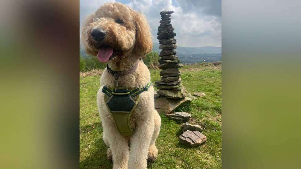 A picture of a dog standing in front of a large pile of stones