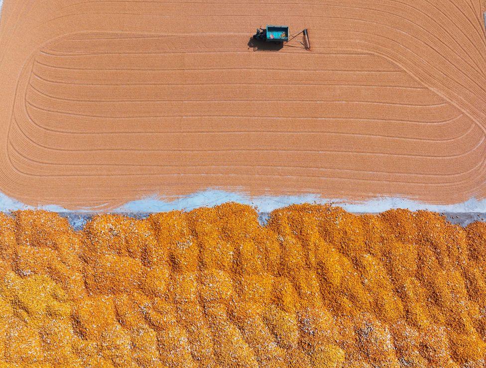 A farmer dries corn in Liaocheng, China, on October 8, 2024.