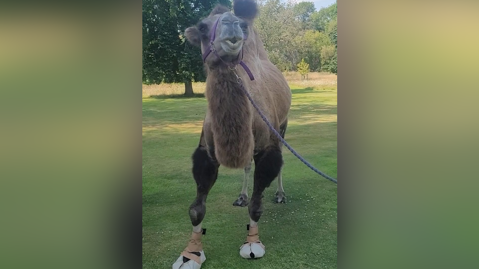 A camel with white boots on its feet. The camel has a harness on and has its head lifted up, with its mouth open slightly. 