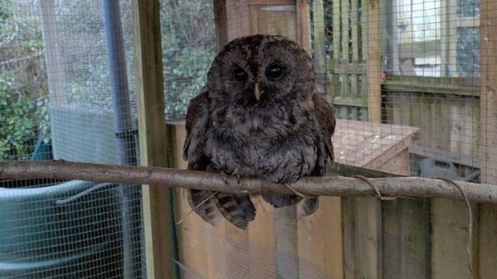 A brown and grey owl looking at camera sat on branch in an enclosure.