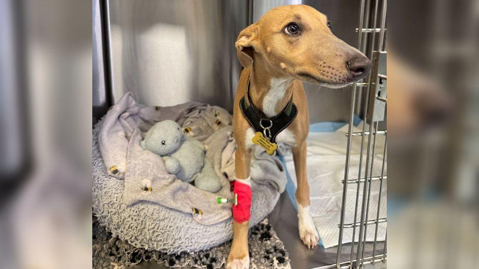 A small greyhound/ Whippet dog with brown and white fur. It is standing up, peeking out of a metal cage which is filled with fluffy blankets, a toy, a fluffy bed and a puppy pad. The dog is wearing a black collar with a yellow name tag in the shape of a bone, and has a red cast around its right front leg. 