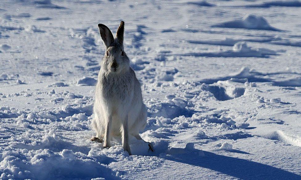 A mountain hair looks straight into the camera on a snowy landscape