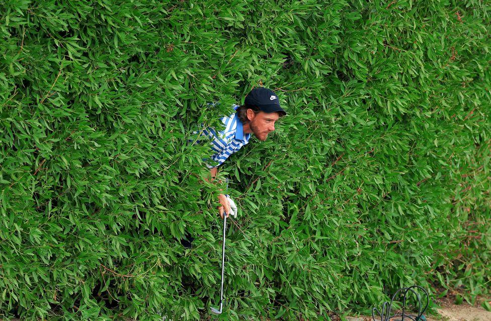 Golfer Tommy Fleetwood, partially hidden in dense green foliage, prepares to hit a shot. The golfer wears a striped shirt and cap, holding a club peeking through the leaves.