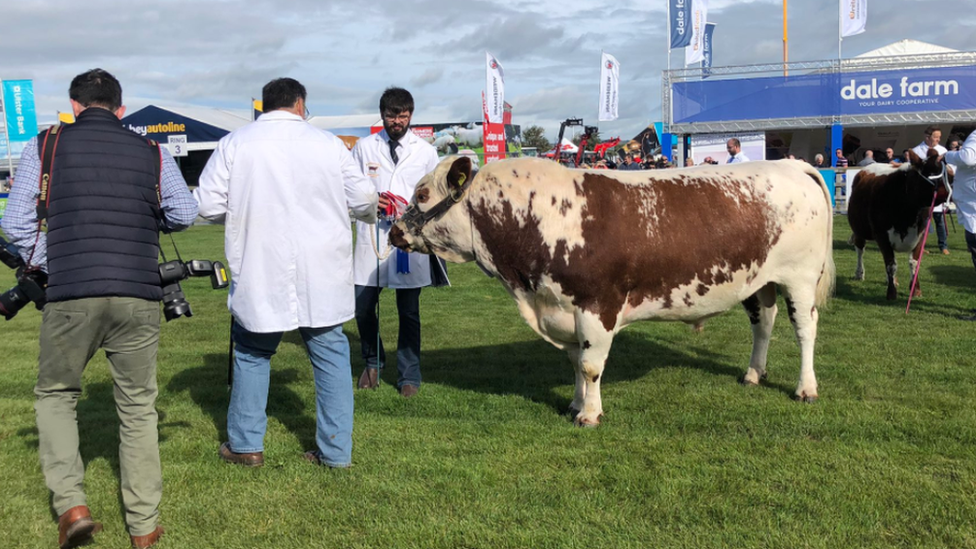 Two men in white coats stand in a field, holding onto a big brown and white bull, as a press photographer walks  by. Another bull is in the background as is agricultural machinery and a tent 