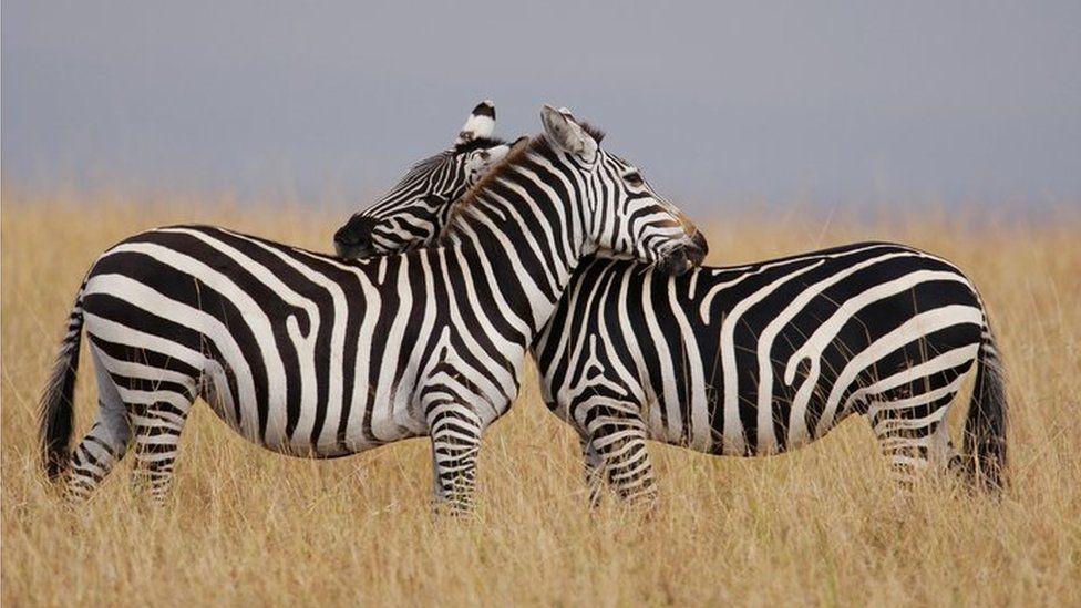 Two zebras together.