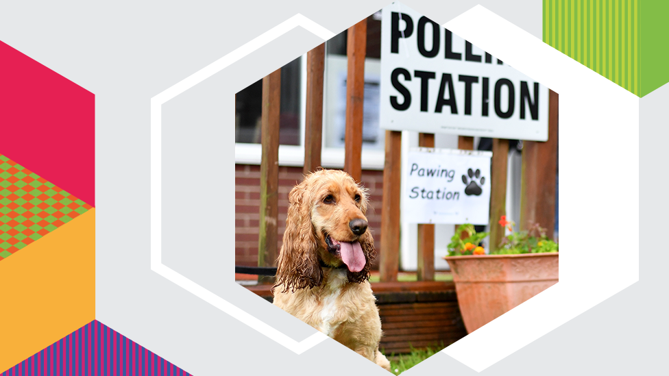 Dog at a polling station