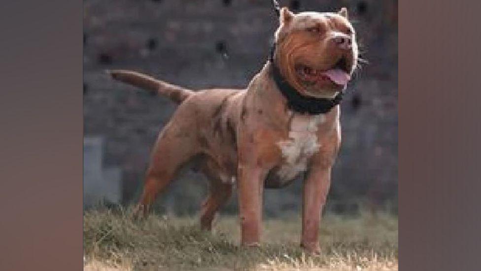 Cookie pictured on a lead pulling forwards. The dog has light brown fur with a little white on its chest