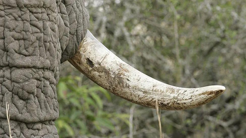 Elephant tusk