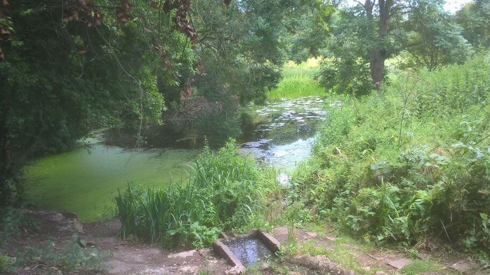 Holywell ponds in Longthorpe, Peterborough. It shows a pond with green pondweed on the left, fringed with trees on the left and where it is more open on the right, there are lily pads.