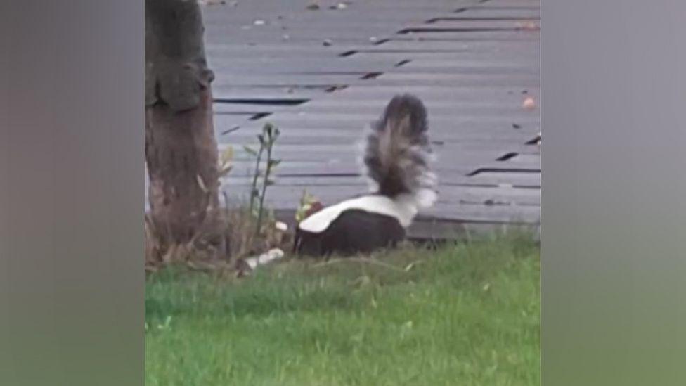 A skunk pictured from a distance in a garden
