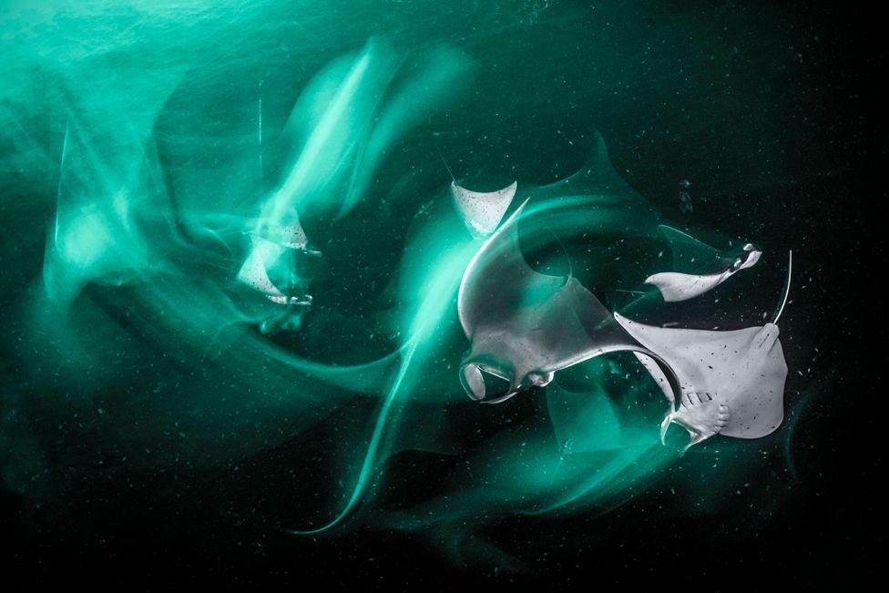 Juvenile Munk’s devil rays attracted by a green light