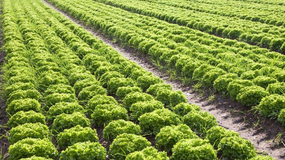 Salad crops in a field 