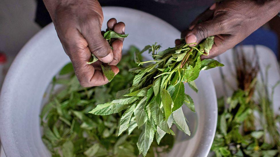 The hands of a chef pluck green mrenda (jute mallow) leaves from stalks and lets them fall into a white bowl underneath.