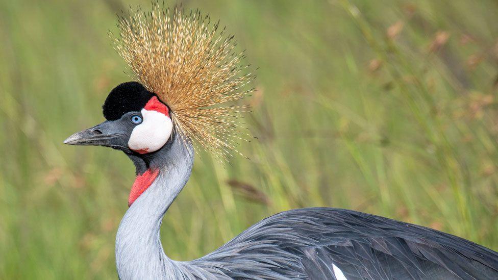 A close-up of a grey-crowned crane showing its gold crest, red, black and white face, grey beak with grey black feathers with green wetland in the background