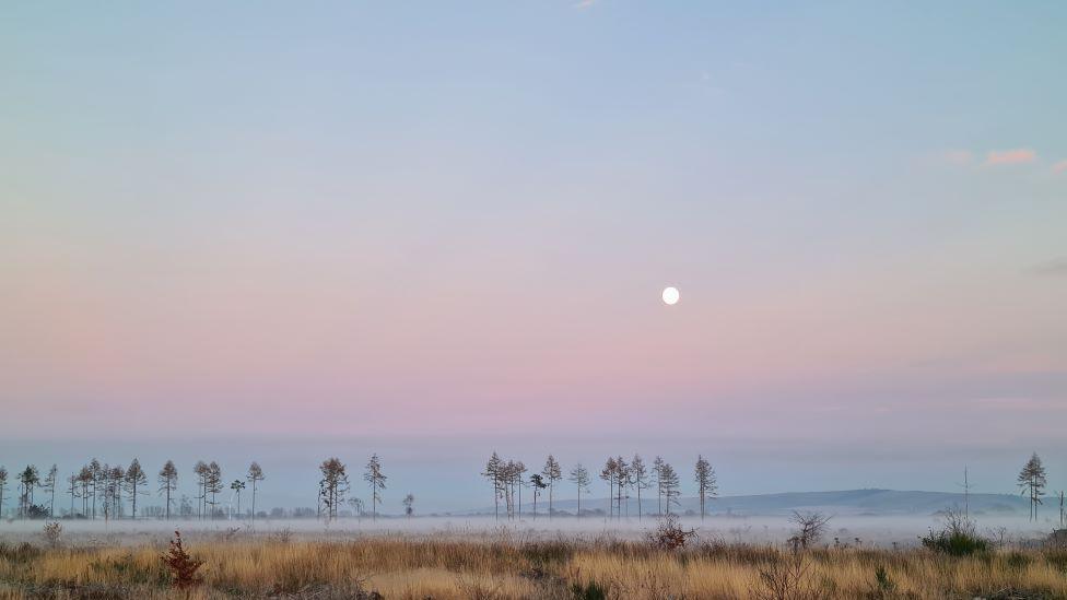 Trees under a pastel sky of blues, pinks and oranges.