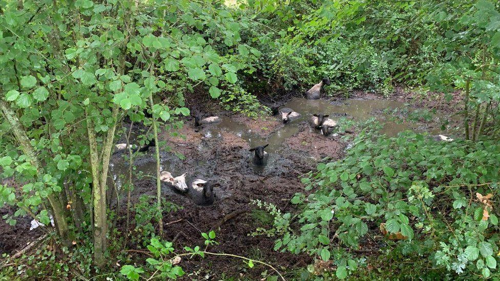 Muddy heads of sheep looking up from a muddy bog edged with green leaved trees