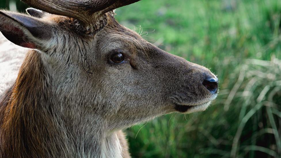 A profile picture of a deer looking off to the right with grass in the background