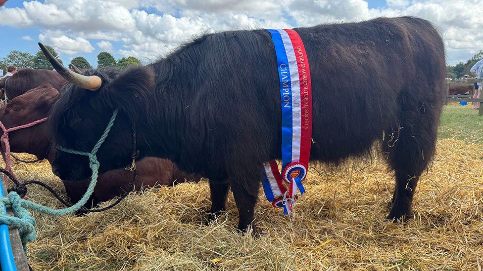 A large black cow stands on some hay with a red, white and blue ribbon and rosette tied around his middle