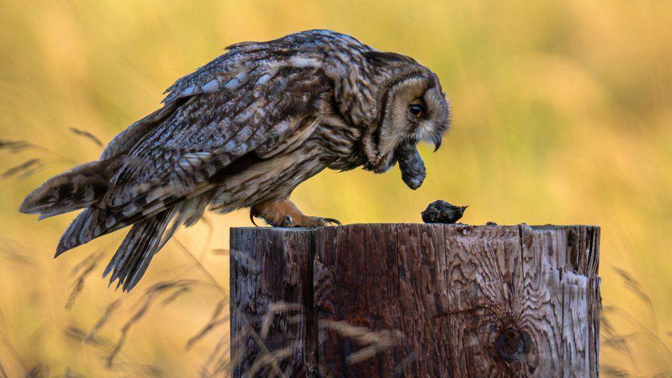 Owl coughing up a pellet