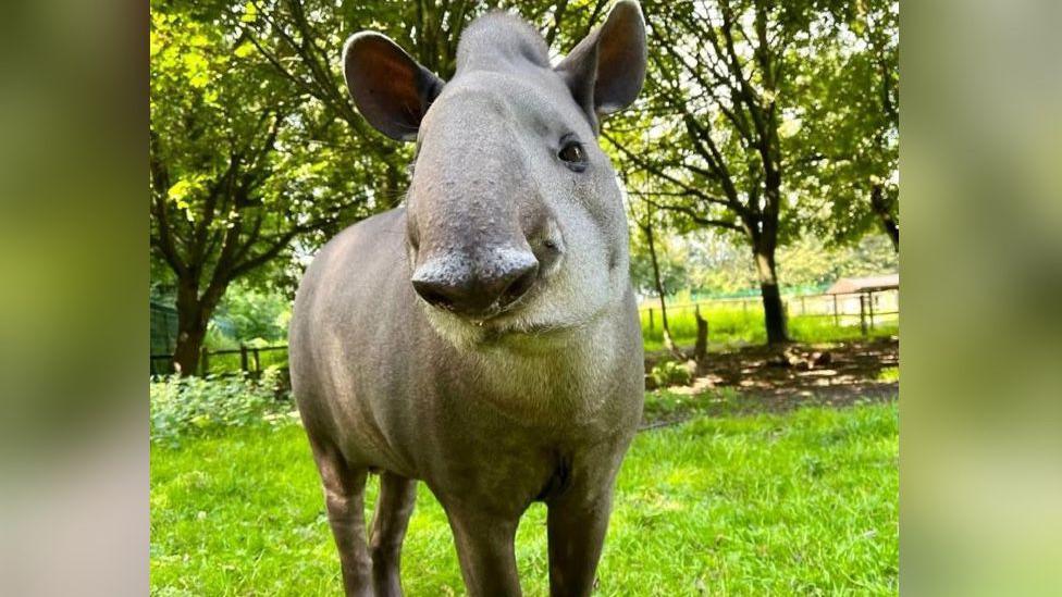 A tapir standing in grassy area with trees inn the background. The tapir is cocking its head at the camera and has short, grey fur.