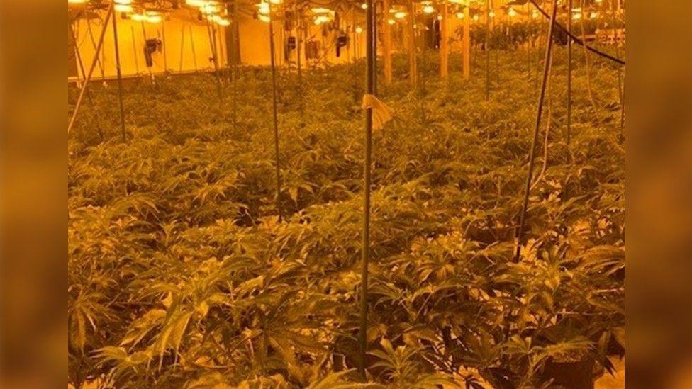 The cannabis grow discovered at the premises in New Cleveland Street. There are lots of plants along with numerous heat lamps overhead.