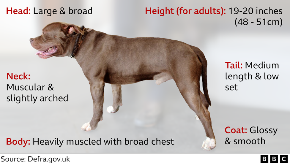 Defra description of an XL bully-type dog