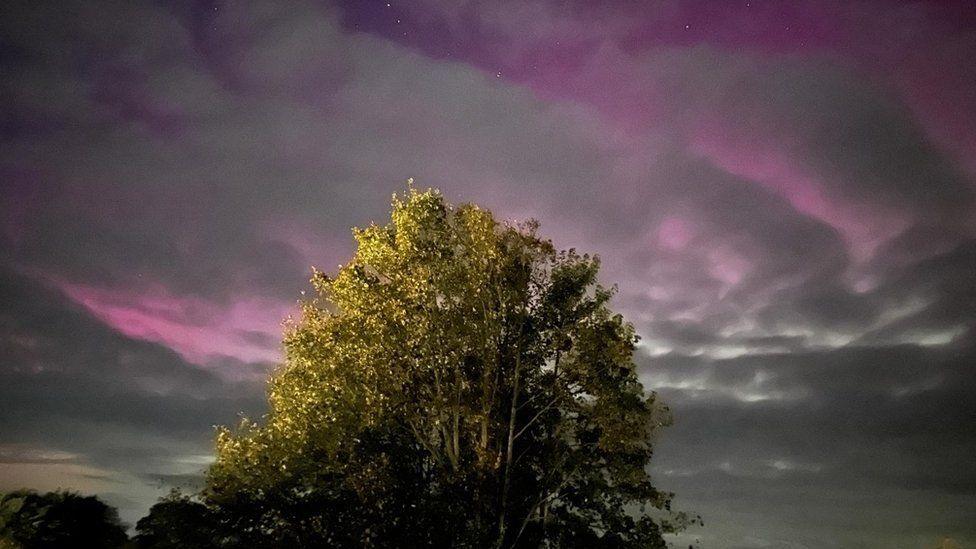 Green leafy tree with pink lights in sky among grey clouds 