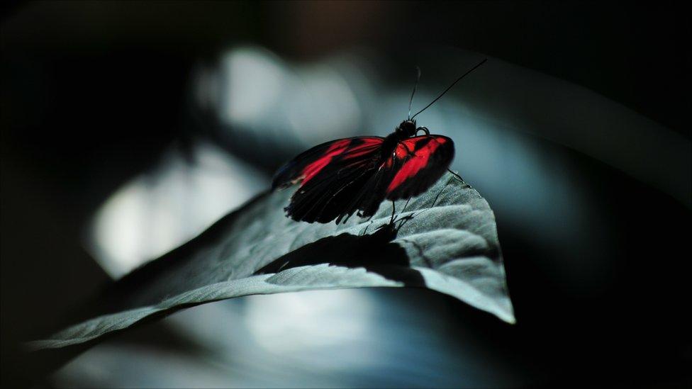 Butterfly