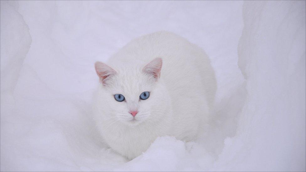 Snowy the cat