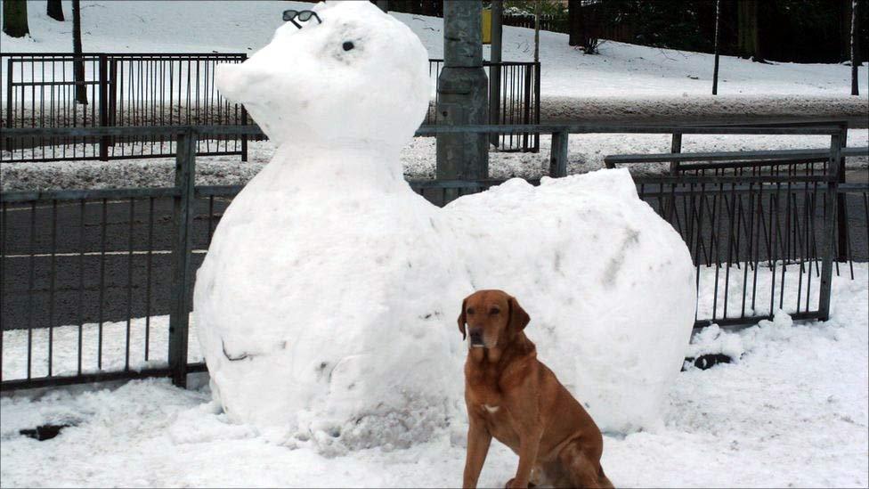 Dog with snow duck