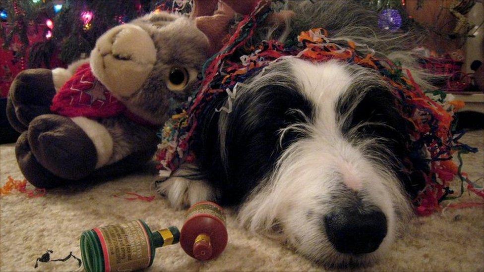 Cassie the dog after new year celebrations