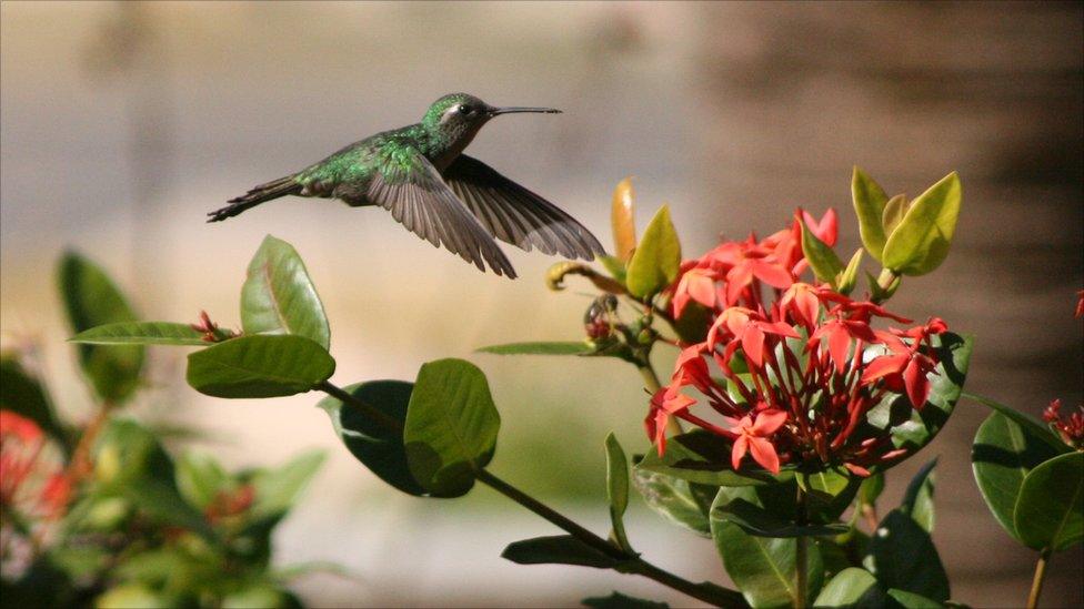 A hummingbird in flight
