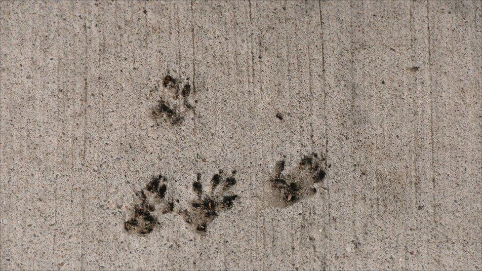 Squirrel foot prints