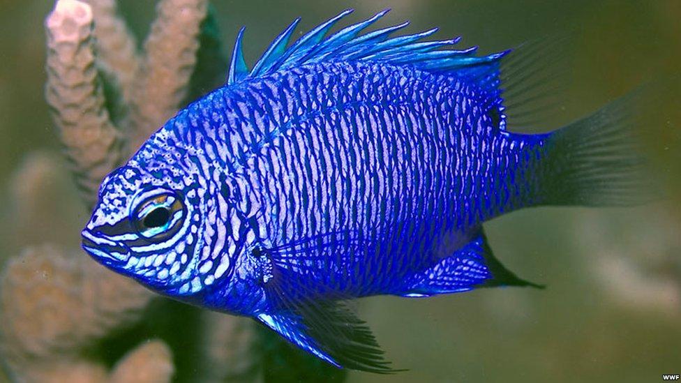 WWF: Damselfish Chrysiptera cymatilis.