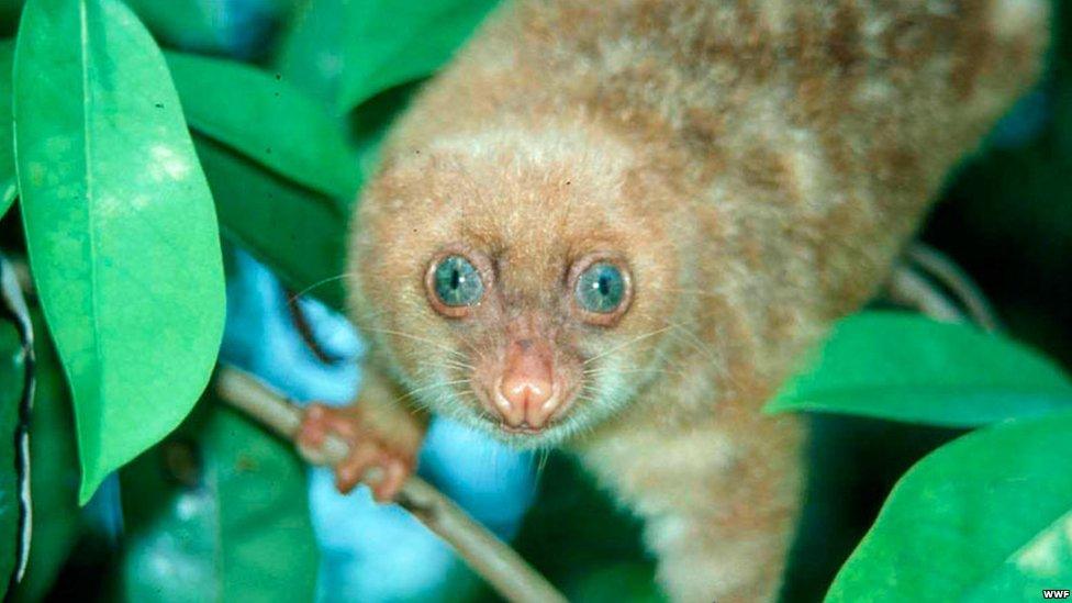 WWF: The blue-eyed spotted cuscus (Spilocuscus wilsoni)