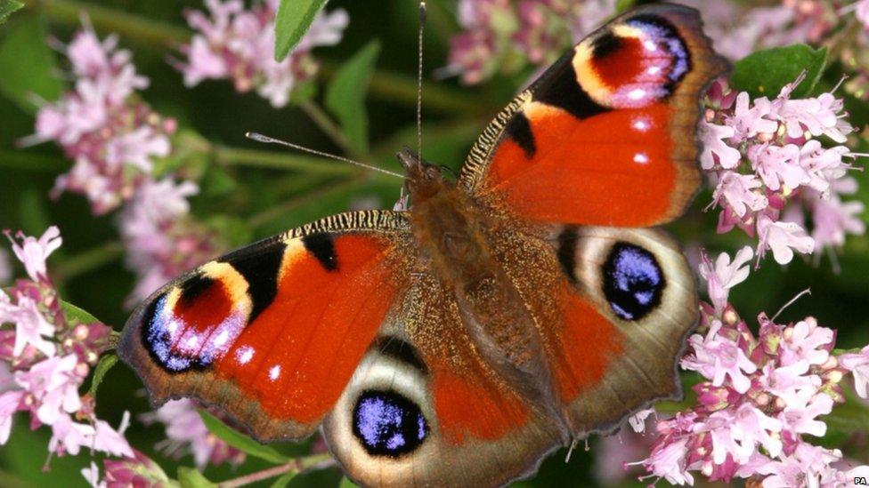 Peacock butterfly