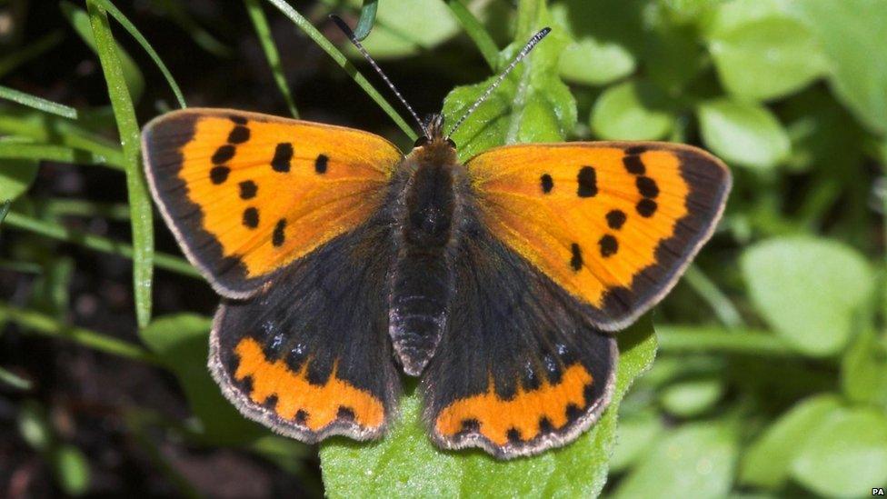 Small Copper butterfly