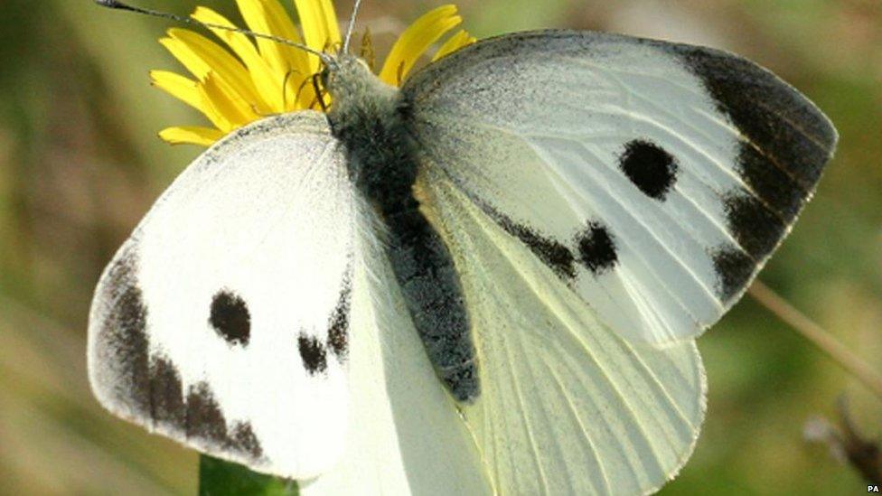 Large white butterfly