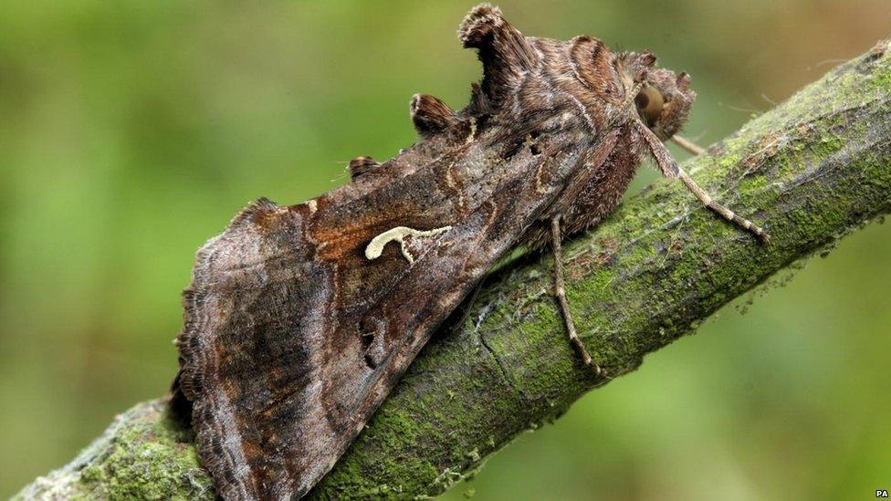 Silver Y moth