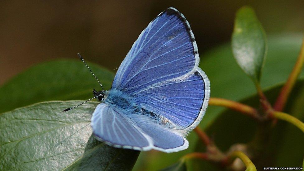 Holly blue butterfly