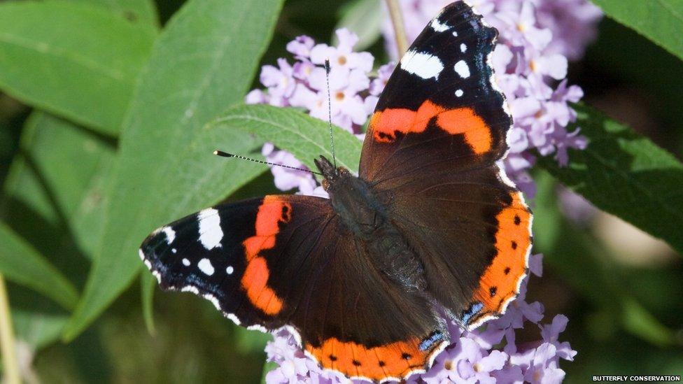 Red admiral butterfly