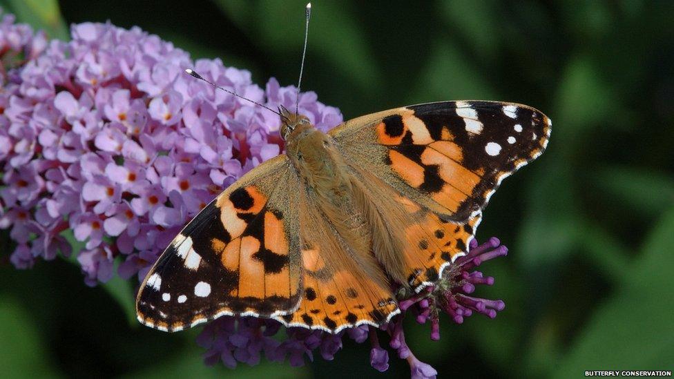 Painted lady butterfly