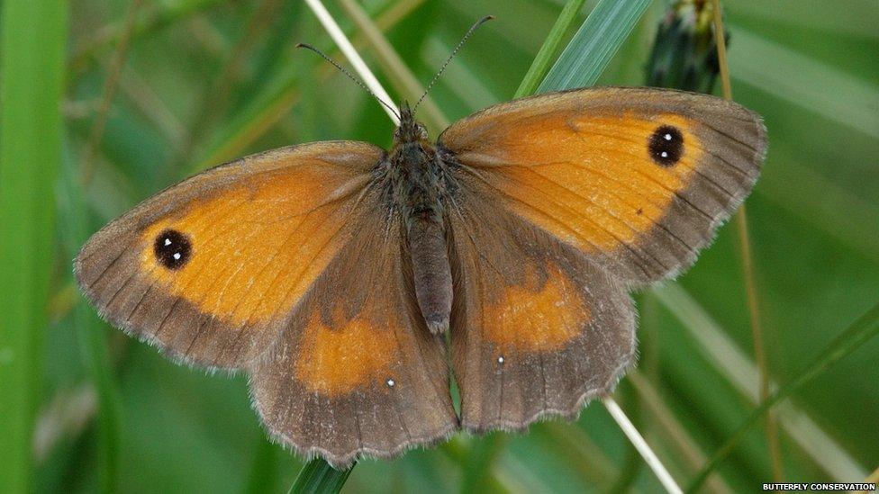 Gatekeeper butterfly